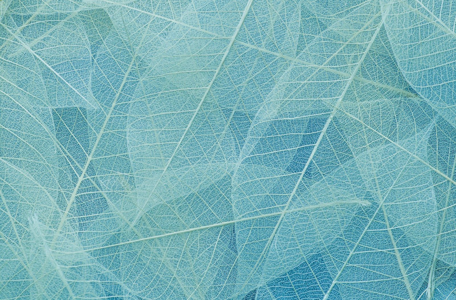 Delicate blue and green translucent leaves overlapping, showing intricate vein patterns.