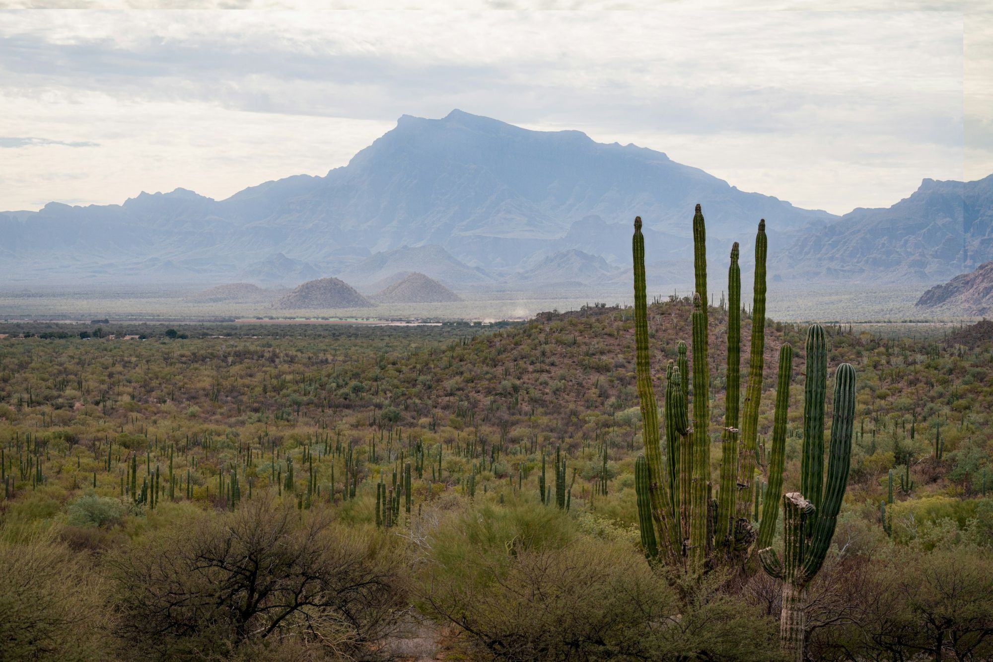 A landscape with tall cacti in the foreground and a mountain range in the hazy background under a cloudy sky.