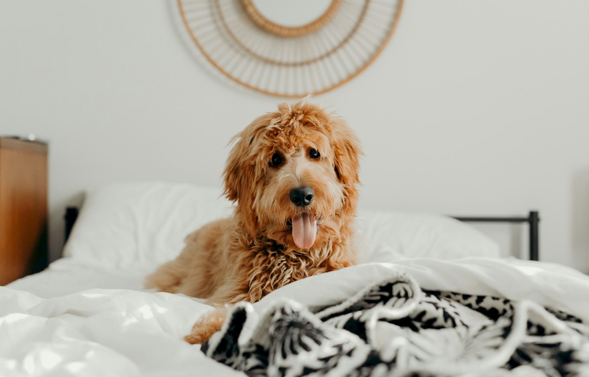 A fluffy golden dog lying on a white bed with a patterned blanket, tongue out, indoors.