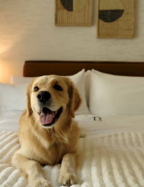 A golden retriever sits happily on a white bed, tongue out, in a cozy bedroom with two abstract framed pieces on the wall above.