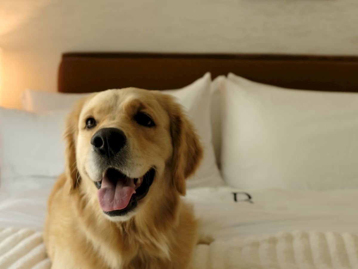 A golden retriever sits happily on a bed with white sheets, mouth open in a smile, two abstract wall art pieces above the headboard.